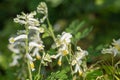 Pale corydalis pseudofumaria alba flowers