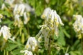 Pale corydalis pseudofumaria alba flowers