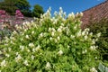 Pale corydalis pseudofumaria alba flowers