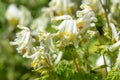 Pale corydalis pseudofumaria alba flowers