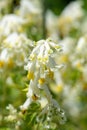 Pale corydalis pseudofumaria alba flowers