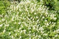 Pale corydalis pseudofumaria alba flowers