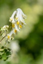 Pale corydalis (pseudofumaria alba) flowers