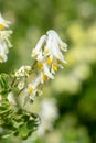 Pale corydalis (pseudofumaria alba) flowers