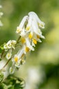 Pale corydalis (pseudofumaria alba) flowers