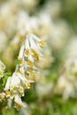 Pale corydalis (pseudofumaria alba) flowers