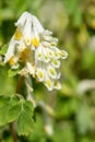 Pale corydalis (pseudofumaria alba) flowers