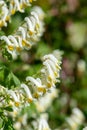 Pale corydalis (pseudofumaria alba) flowers