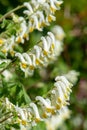 Pale corydalis (pseudofumaria alba) flowers