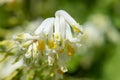 Pale corydalis pseudofumaria alba flowers