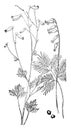 Pale Corydalis and Squirrel Corn vintage illustration