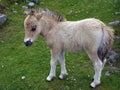 Pale cream baby foal on a grassy meadow Royalty Free Stock Photo