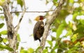 Pale-crested Woodpecker (Celeus lugubris) in Brazil