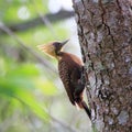 DePale-crested Woodpecker (Celeus lugubris) perched on a tree in the Brazilian Pantanal