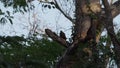 pale crested woodpecker, Celeus lugubris, sitting on tree