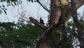 pale crested woodpecker, Celeus lugubris, sitting on tree