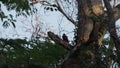 pale crested woodpecker, Celeus lugubris, sitting on tree