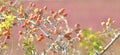 Pale crimson red background with rosehip berries