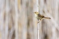 Pale-crowned Cisticola