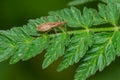 Pale Damsel Bug - Hoplistoscelis pallescens