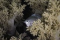 A Pale damselfish hiding in the soft coral Royalty Free Stock Photo