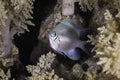 A Pale damselfish hiding in the soft coral Royalty Free Stock Photo