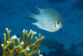 Pale Damselfish. Amblyglyphidodon indicus Royalty Free Stock Photo