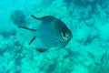 Pale Damselfish in Red sea, Egypt, Royalty Free Stock Photo