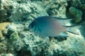 Pale Damselfish in Red sea, Egypt, Royalty Free Stock Photo