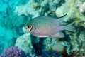 Pale Damselfish in Red sea, Egypt, Royalty Free Stock Photo