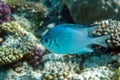 Pale Damselfish in Red sea, Egypt, Royalty Free Stock Photo