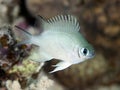 Pale Damselfish Royalty Free Stock Photo