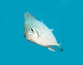 Pale damselfish swimming in blue water