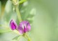 Pale, delicate shot of two wild growing dark pink sweet pea flowers. With copyspace. Royalty Free Stock Photo