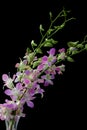 Pale dendrobium orchid on black Royalty Free Stock Photo