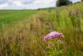 Pale dusty pink flowering hemp-agrimony in the foreground of a r Royalty Free Stock Photo