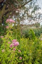 Pale dusty pink flowering hemp-agrimony in the foreground of a r Royalty Free Stock Photo