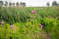 Pale dusty pink flowering hemp-agrimony and other wild plants in