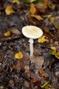 Pale epaulette Amanita phalloides Fr. Link, deadly poisonous mushroom Royalty Free Stock Photo