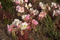 Pale Evening Primrose Oenothera albicaulis Desert Flowers Red Stems And Blooms Royalty Free Stock Photo