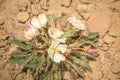 Pale Evening Primrose Oenothera albicaulis Desert Flowers In Spring Sunshine High Desert Royalty Free Stock Photo