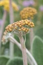 Pale paper daisy Helichrysum pallidum, budding flowers