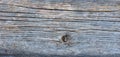 Pale faded brown and cool blue reclaimed pine wood surface with aged boards lined up. Weathered wooden planks on a wall or floor Royalty Free Stock Photo