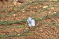 Pale Flax Royalty Free Stock Photo