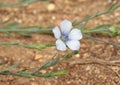 Pale Flax Royalty Free Stock Photo