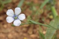 Pale Flax Royalty Free Stock Photo