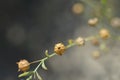 Pale flax Royalty Free Stock Photo