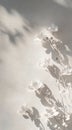 Soft Focus White Flowers Shadows on Textured Background - Serene Floral Scene Royalty Free Stock Photo