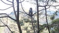 Pale-fronted toque macaque