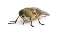 Pale giant horse-fly in front of white background